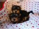 Yorkshire Terrier Puppies for sale in 03087 70th St, South Haven, MI 49090, USA. price: NA