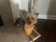 Yorkshire Terrier Puppies for sale in Snellville, GA, USA. price: $300