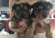 Yorkshire Terrier Puppies for sale in 15747 Old Hwy 50 W, Clermont, FL 34711, USA. price: NA
