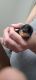 Yorkshire Terrier Puppies for sale in North Las Vegas, NV 89030, USA. price: NA