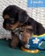 Yorkshire Terrier Puppies for sale in Fairbanks, AK, USA. price: $3,500