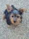 Yorkshire Terrier Puppies for sale in Southaven, MS, USA. price: $2,000