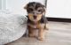 Yorkshire Terrier Puppies for sale in Anaheim, CA, USA. price: $500