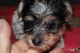 Yorkshire Terrier Puppies for sale in Hartville, MO 65667, USA. price: $800