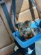Yorkshire Terrier Puppies for sale in Gurnee, IL, USA. price: $3,500