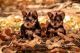 Yorkshire Terrier Puppies for sale in Denver, CO, USA. price: $1,500