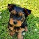 Yorkshire Terrier Puppies for sale in 3509 Lynden Rd, Shelbyville, MI 49344, USA. price: NA