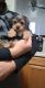 Yorkshire Terrier Puppies for sale in Jefferson Hills, PA, USA. price: $1,950