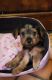 Yorkshire Terrier Puppies for sale in Altadena, CA, USA. price: $2,000