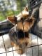 Yorkshire Terrier Puppies for sale in Shelby, NC, USA. price: $500
