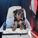 Yorkshire Terrier Puppies for sale in Ca Trail, West Wendover, NV 89883, USA. price: $880