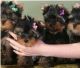Yorkshire Terrier Puppies for sale in NJ-27, Edison, NJ, USA. price: $1,000