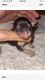 Yorkshire Terrier Puppies for sale in Salyersville, KY 41465, USA. price: NA