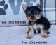 Yorkshire Terrier Puppies for sale in Puerto Rico, TX 78563, USA. price: $500