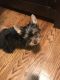 Yorkshire Terrier Puppies for sale in Shrewsbury, MA, USA. price: $5,300
