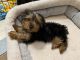 Yorkshire Terrier Puppies for sale in Boston, MA, USA. price: $2,500