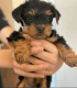 Yorkshire Terrier Puppies for sale in Chicago Ridge, IL, USA. price: $3,000