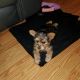 Yorkshire Terrier Puppies for sale in San Jose, CA, USA. price: $700