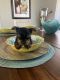 Yorkshire Terrier Puppies for sale in Oklahoma City, OK, USA. price: $750