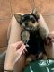 Yorkshire Terrier Puppies for sale in Kill Devil Hills, NC 27948, USA. price: NA