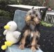 Yorkshire Terrier Puppies for sale in Pensacola, FL, USA. price: $1,700