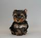 Yorkshire Terrier Puppies for sale in Warsaw, IN, USA. price: NA