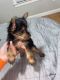 Yorkshire Terrier Puppies for sale in Boston, MA, USA. price: $2