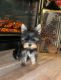Yorkshire Terrier Puppies for sale in Orange Park, FL 32065, USA. price: NA