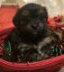Yorkshire Terrier Puppies for sale in Mt Carmel, PA 17851, USA. price: $1,500