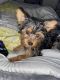 Yorkshire Terrier Puppies for sale in Baltimore, MD, USA. price: $2,500