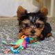 Yorkshire Terrier Puppies for sale in Chesapeake, VA, USA. price: $900