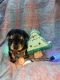 Yorkshire Terrier Puppies for sale in American Canyon, CA 94503, USA. price: $2,200