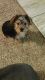 Yorkshire Terrier Puppies for sale in Kinston, NC, USA. price: $1,000