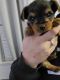 Yorkshire Terrier Puppies for sale in Fountain, CO 80817, USA. price: $1,100