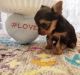 Yorkshire Terrier Puppies for sale in Toms River, NJ, USA. price: $900