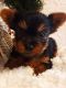 Yorkshire Terrier Puppies for sale in Quebec City, QC, Canada. price: NA