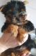 Yorkshire Terrier Puppies for sale in Montréal-Nord, Montreal, QC, Canada. price: $500