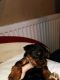 Yorkshire Terrier Puppies for sale in Edmonton, AB, Canada. price: NA