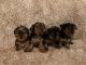 Yorkshire Terrier Puppies for sale in Gatineau View Crescent, Ottawa, ON K1J, Canada. price: NA