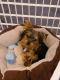 Yorkshire Terrier Puppies for sale in Douglasville, GA, USA. price: NA