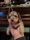 Yorkshire Terrier Puppies for sale in Monroe Township, NJ 08831, USA. price: $650