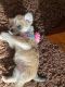 Yorkshire Terrier Puppies for sale in Surprise, AZ, USA. price: $500