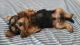 Yorkshire Terrier Puppies for sale in Ocoee, FL 34761, USA. price: NA