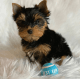 Yorkshire Terrier Puppies for sale in Anchorage, AK, USA. price: $600