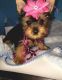Yorkshire Terrier Puppies for sale in Salt Lake City, UT, USA. price: $600