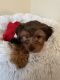 Yorkshire Terrier Puppies for sale in Henrico, VA 23294, USA. price: $2,300