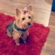 Yorkshire Terrier Puppies for sale in Nashville, TN, USA. price: $800