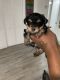 Yorkshire Terrier Puppies for sale in Coral Springs, FL, USA. price: $450