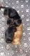 Yorkshire Terrier Puppies for sale in Harleysville, PA 19438, USA. price: $1,000
