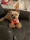 Yorkshire Terrier Puppies for sale in Hallandale Beach, FL 33009, USA. price: $3,000